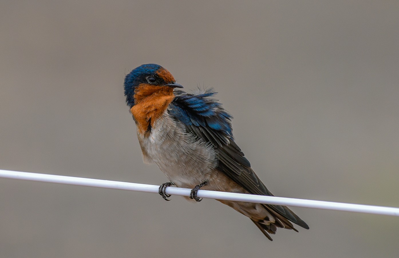 Welcome Swallow (Image ID 34358)