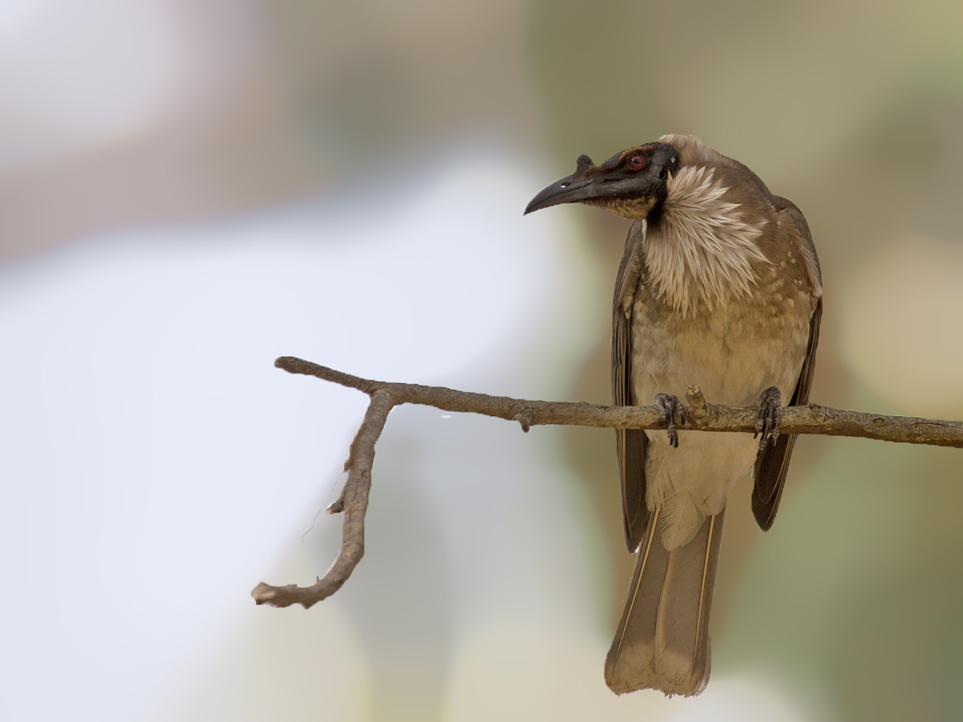 Noisy Friarbird (Image ID 34269)
