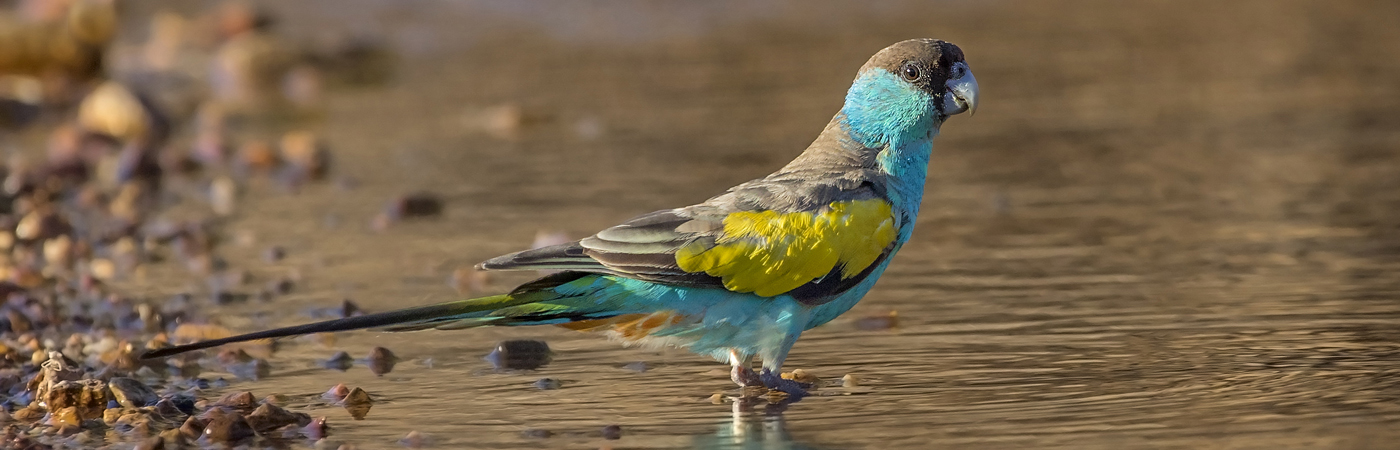 Hooded Parrot (Image ID 33942)
