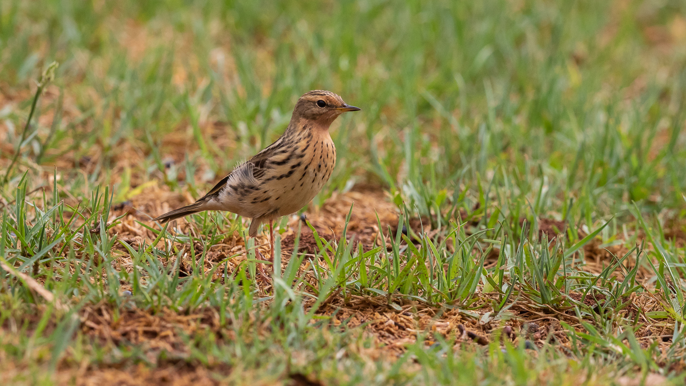 Red-throated Pipit (Image ID 34501)