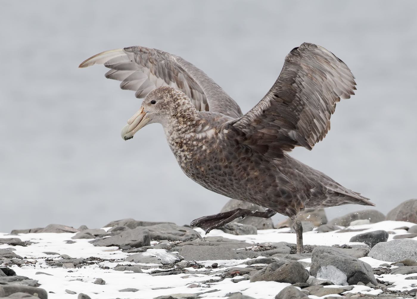 Southern Giant-Petrel (Image ID 34617)