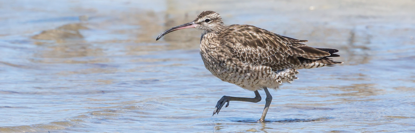 Whimbrel (Image ID 34630)