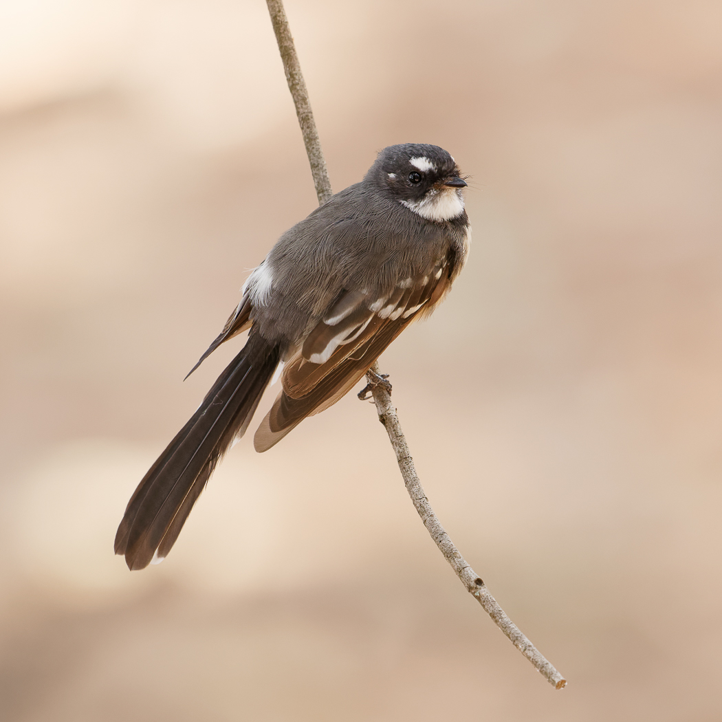Grey Fantail (Image ID 34388)