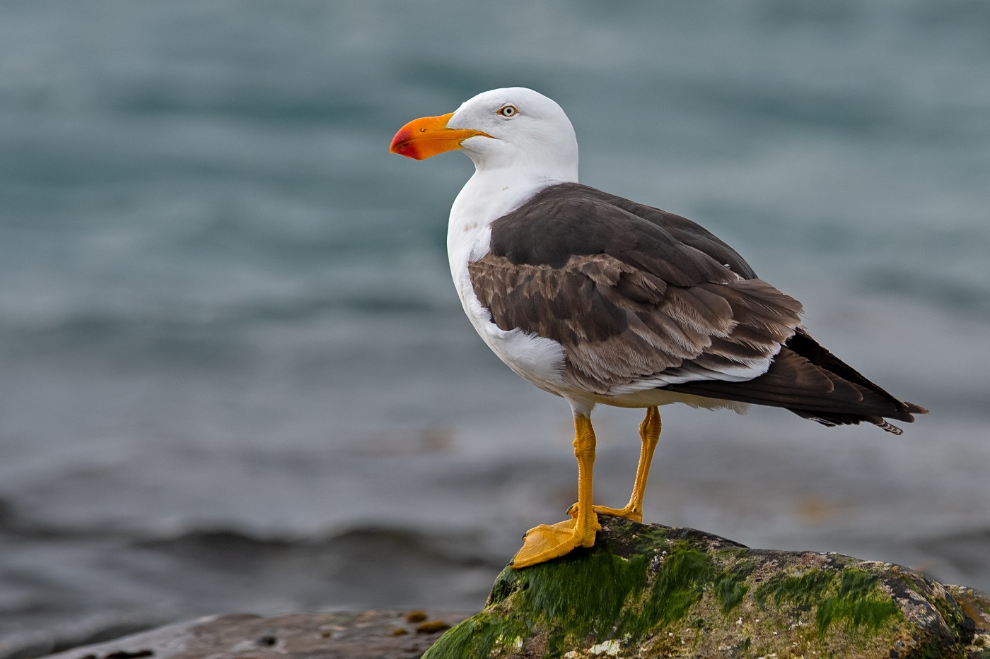 Pacific Gull (Image ID 34428)