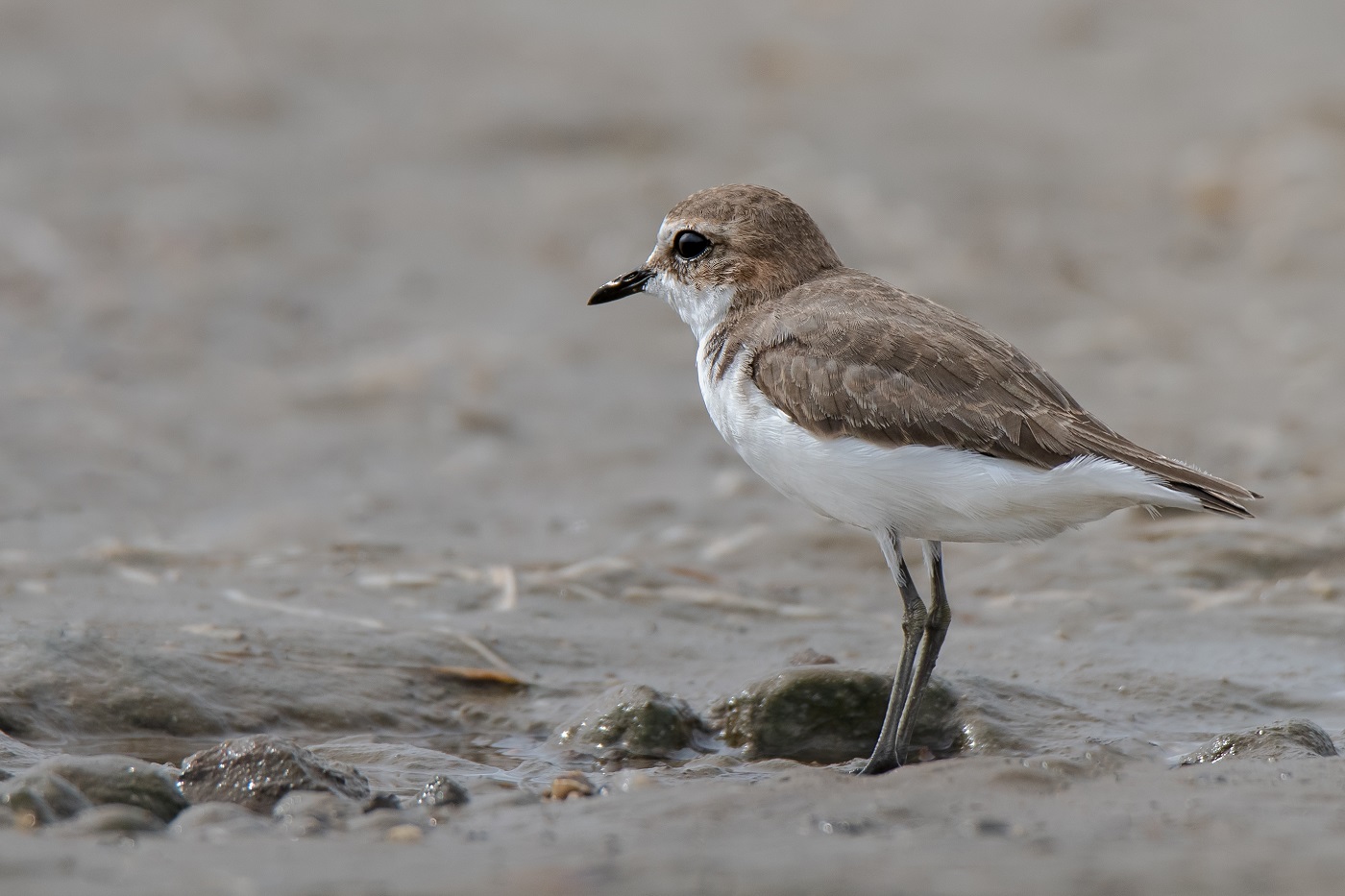 Red-capped Plover (Image ID 34495)