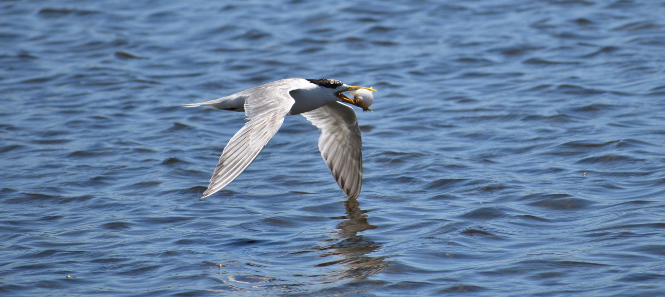 Greater Crested Tern (Image ID 34390)