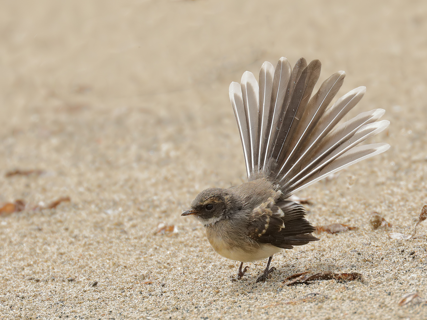 Grey Fantail (Image ID 34417)
