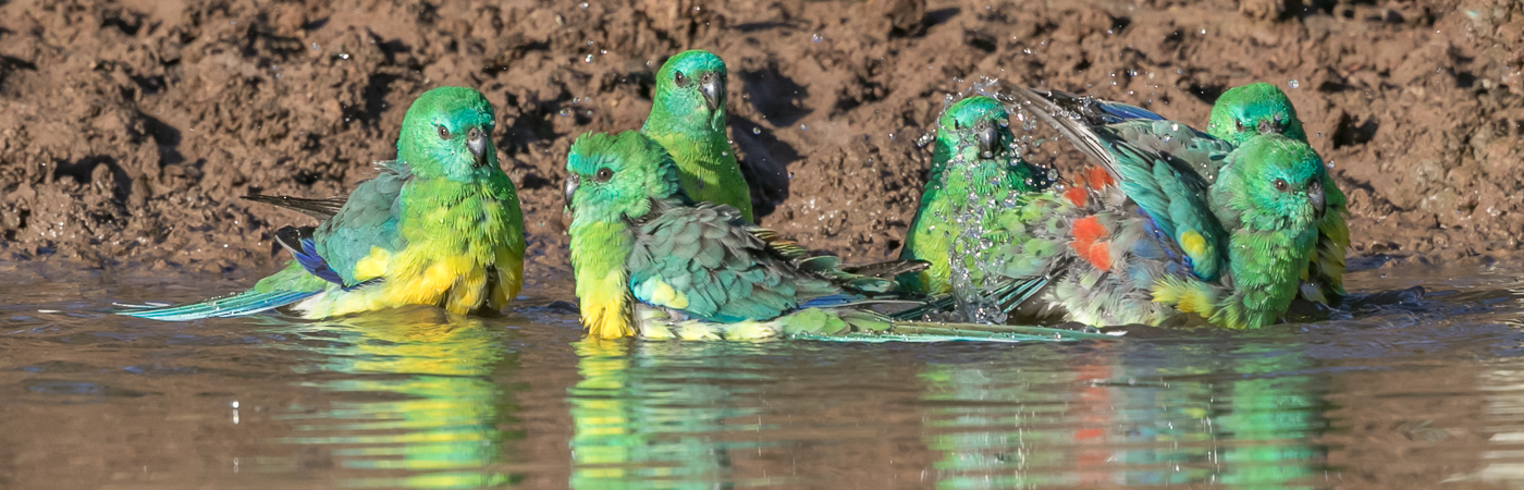 Red-rumped Parrot (Image ID 34410)