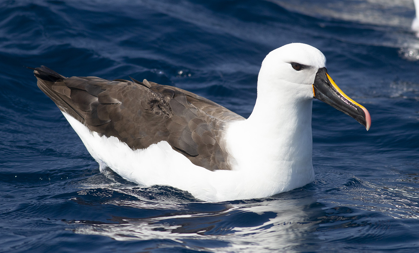Indian Yellow-nosed Albatross (Image ID 34603)