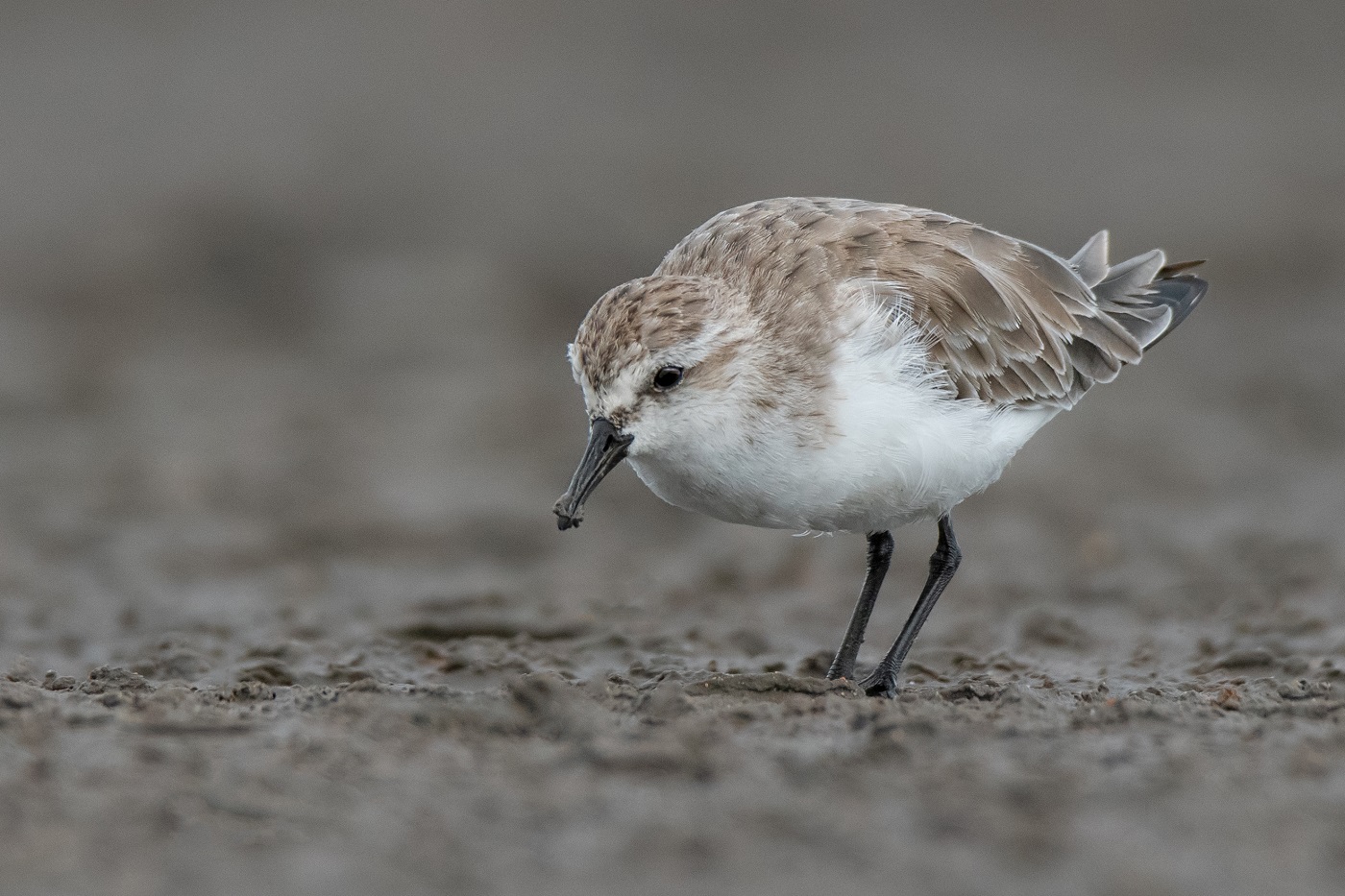 Red-necked Stint (Image ID 34384)
