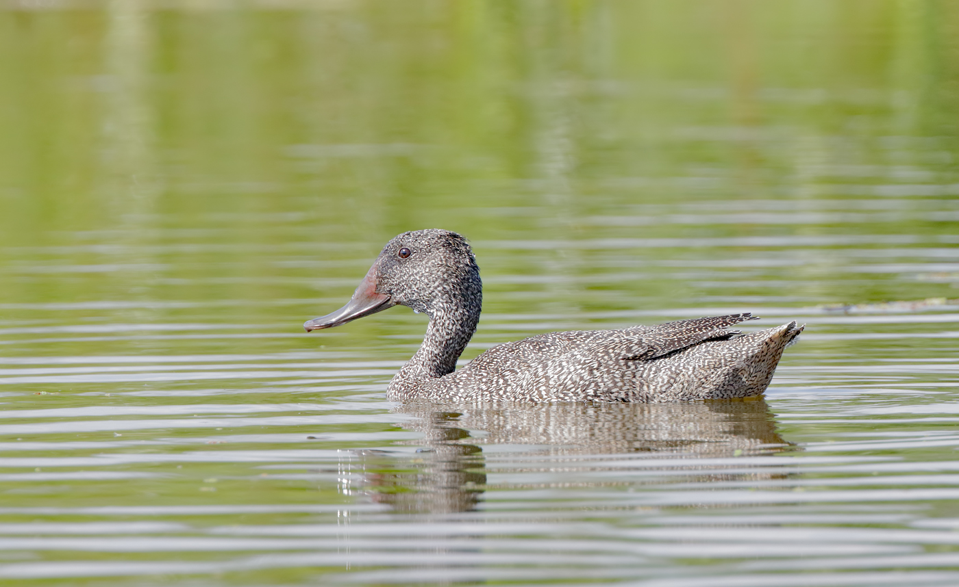 Freckled Duck (Image ID 34572)