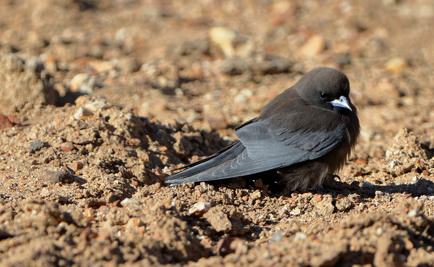 Little Woodswallow (Image ID 34490)