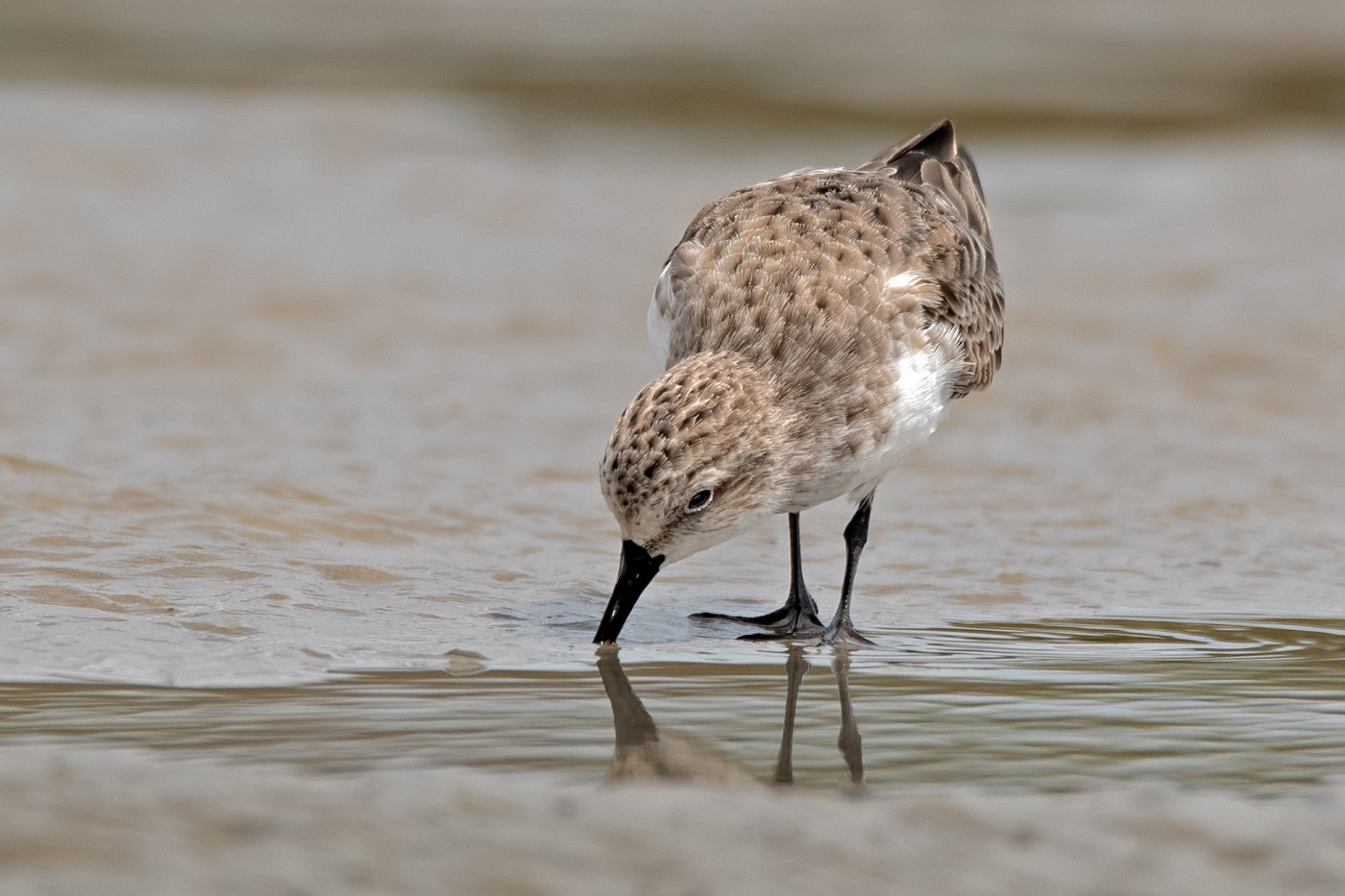 Red-necked Stint (Image ID 34521)