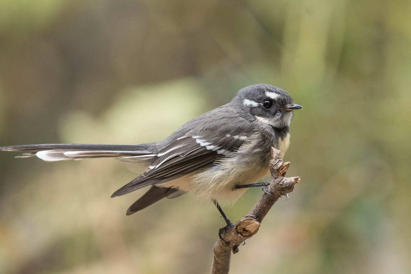Grey Fantail (Image ID 34438)