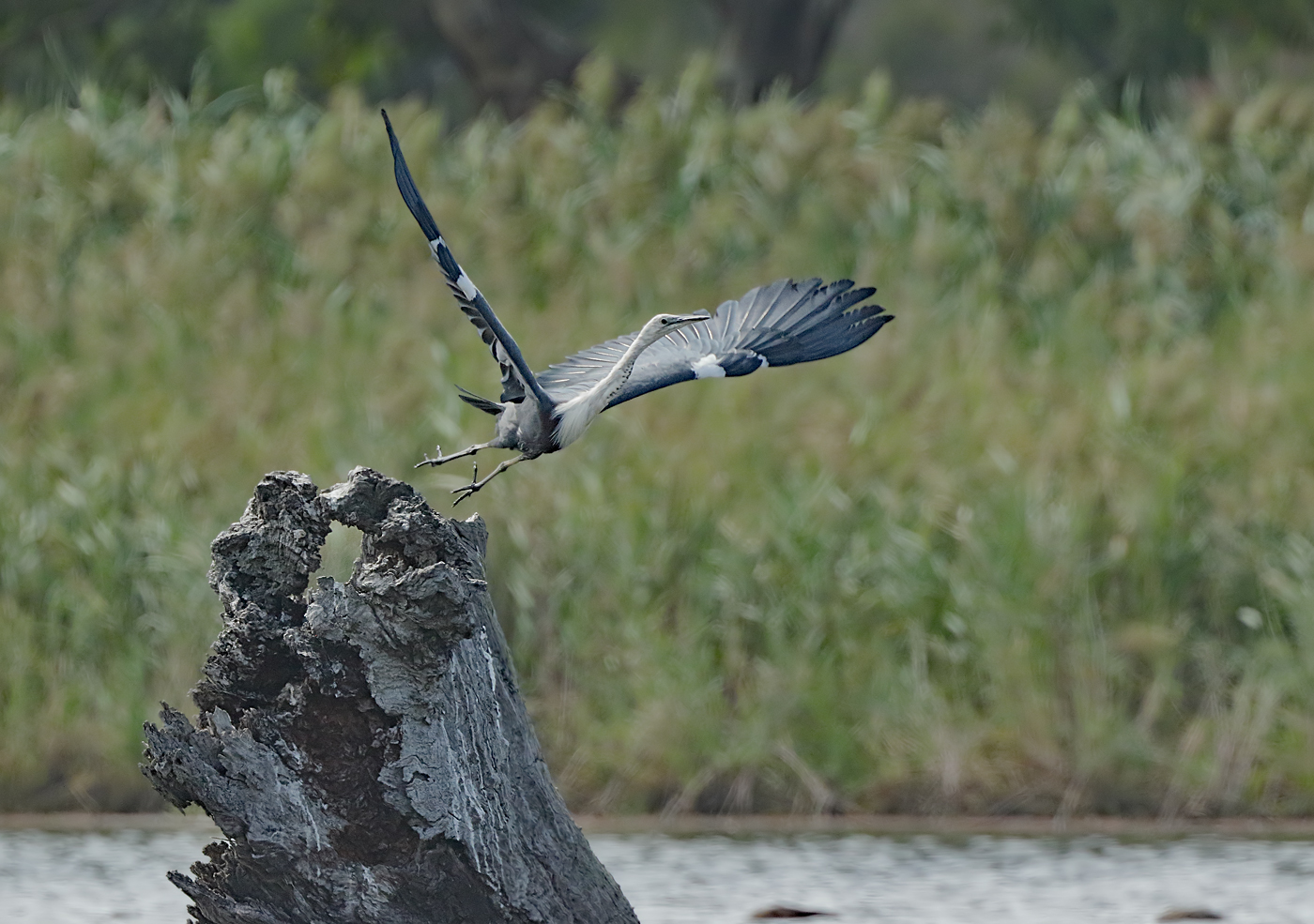 White-necked Heron (Image ID 34378)