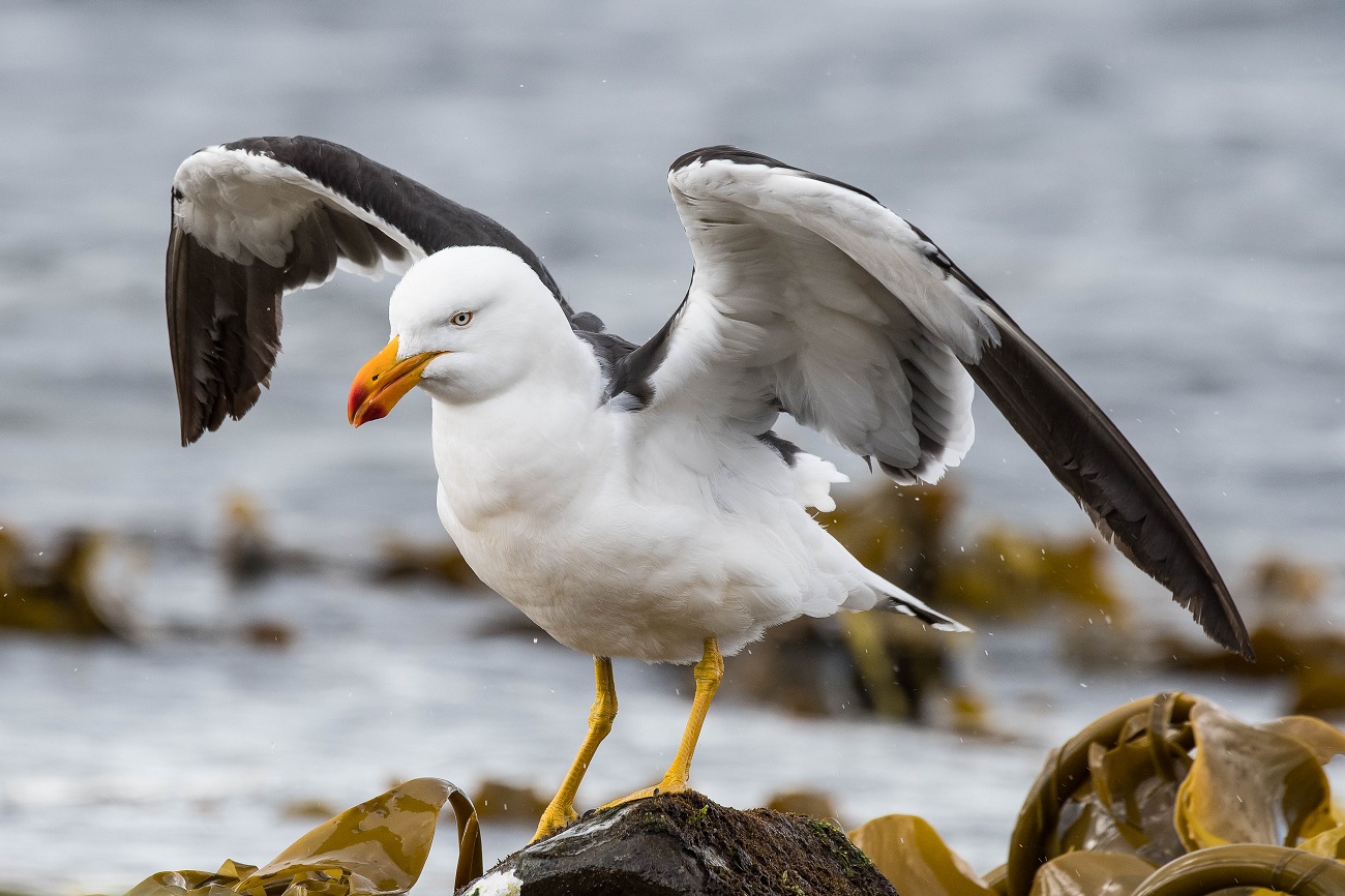 Pacific Gull (Image ID 34471)