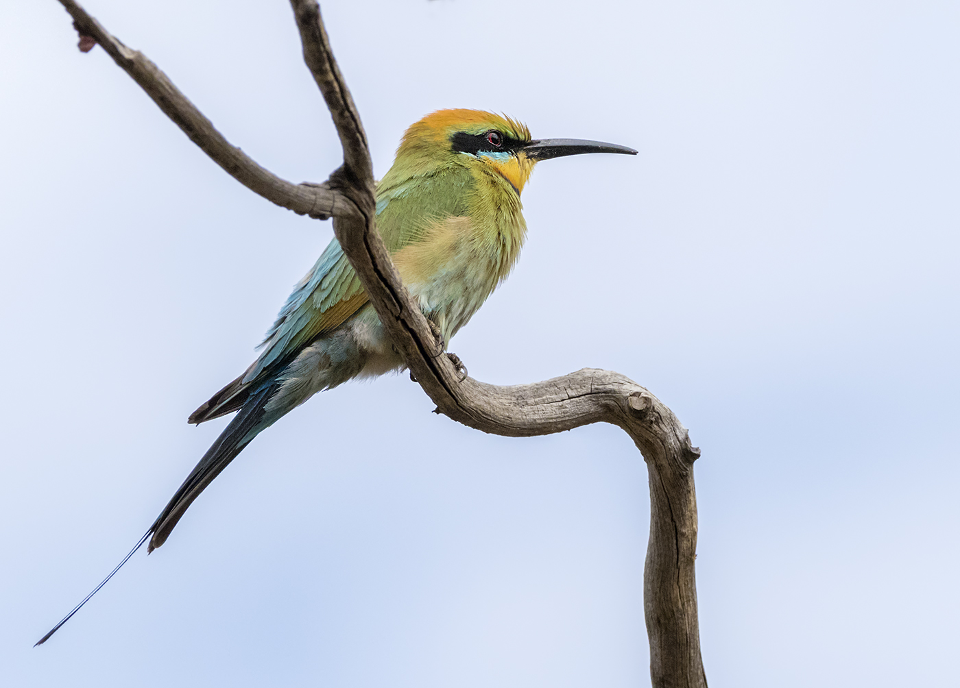 Rainbow Bee-eater (Image ID 34369)