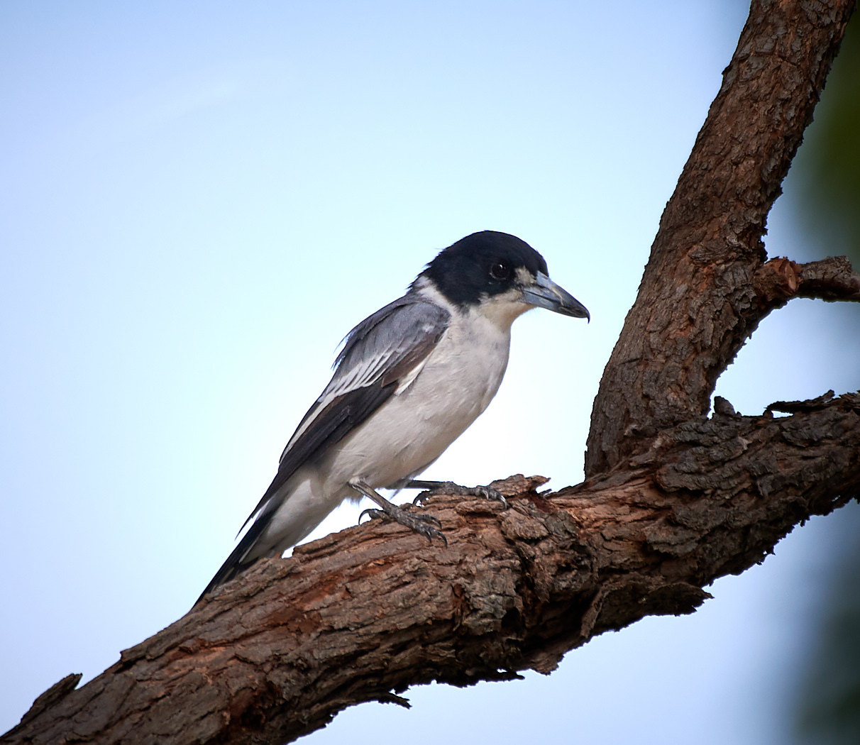 Grey Butcherbird (Image ID 34432)