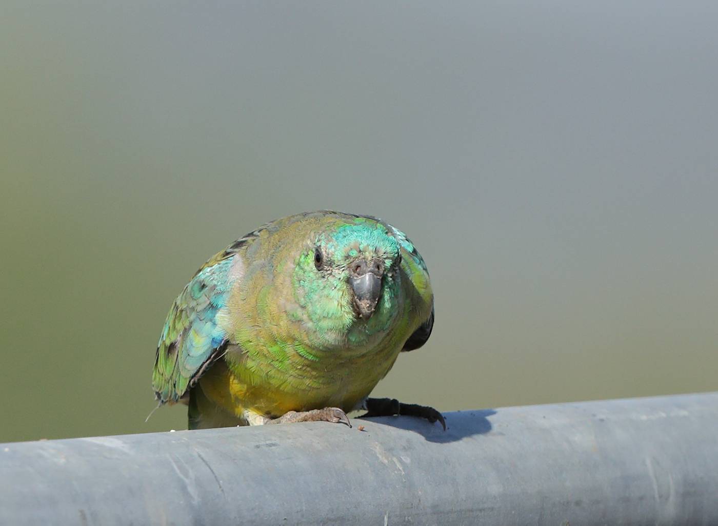 Red-rumped Parrot (Image ID 34398)