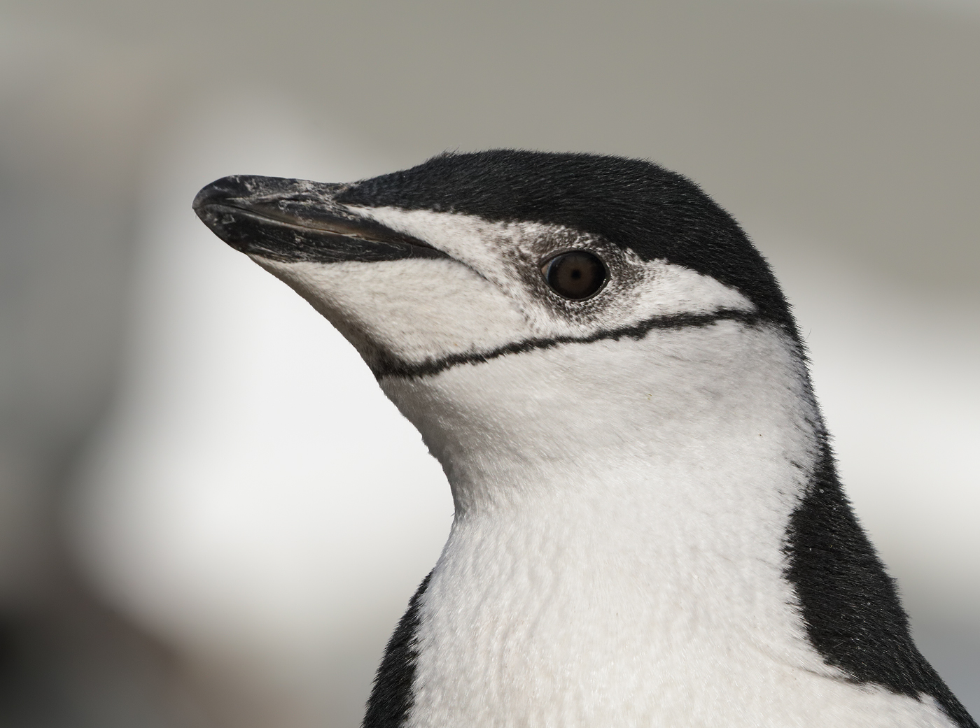 Chinstrap Penguin (Image ID 34554)
