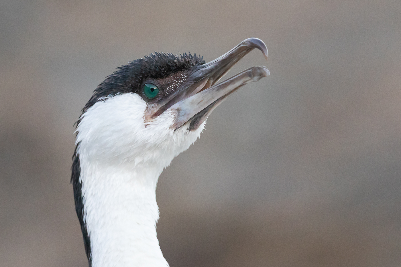 Black-faced Cormorant (Image ID 34662)