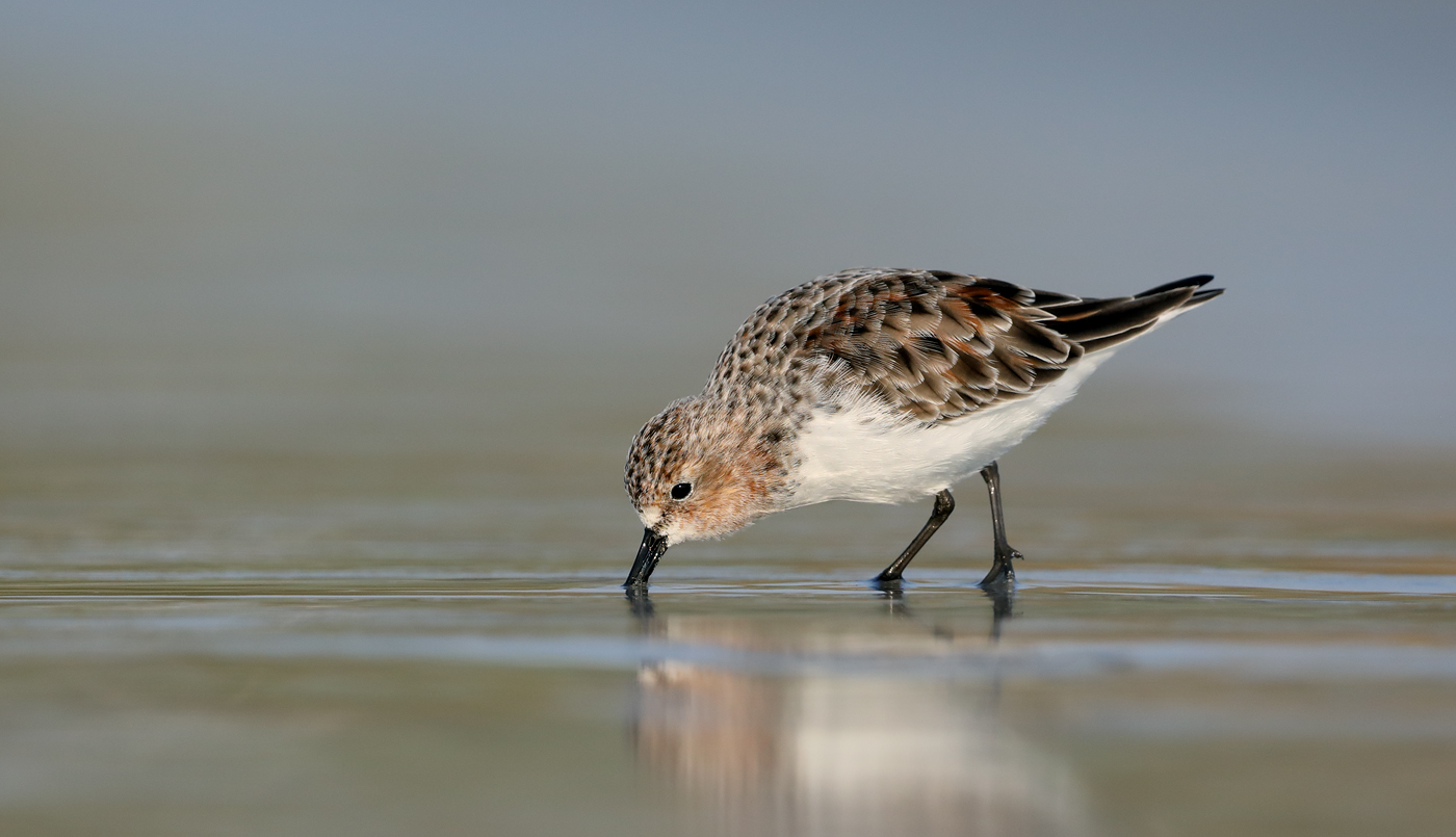 Red-necked Stint (Image ID 34548)