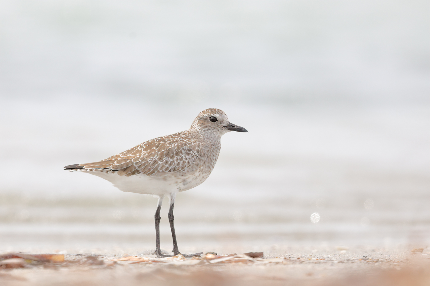 Grey Plover (Image ID 34442)
