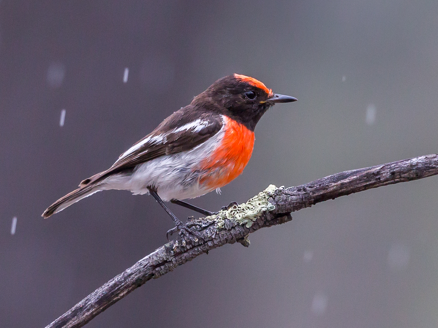 Red-capped Robin (Image ID 34393)