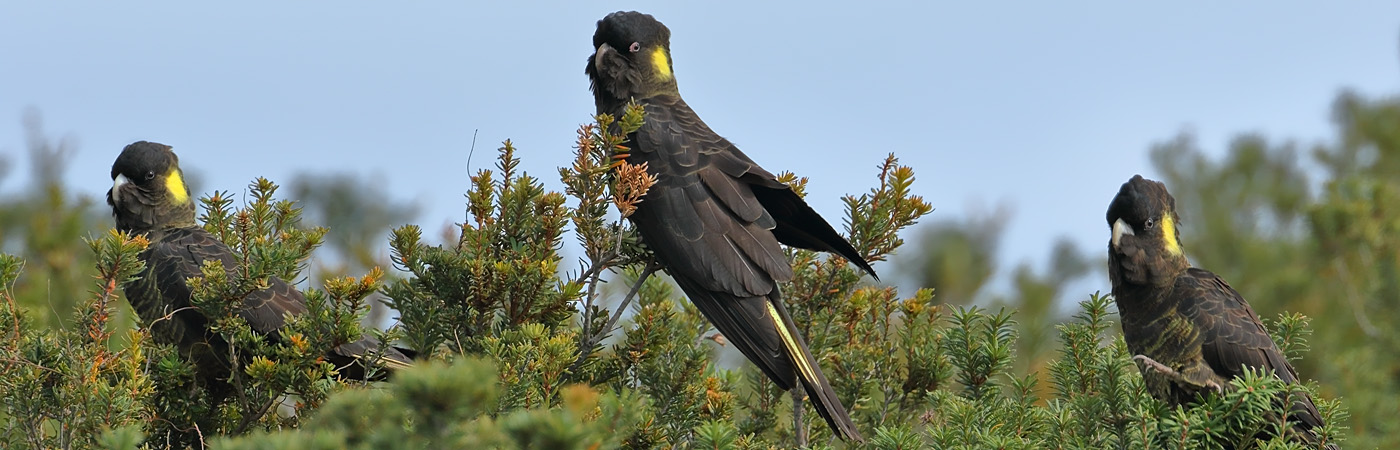 Yellow-tailed Black-Cockatoo (Image ID 34588)