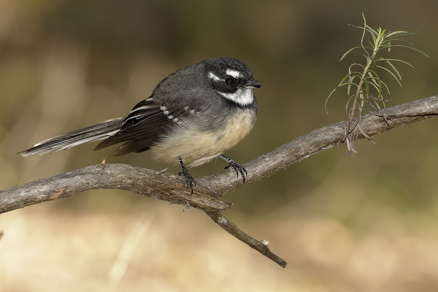 Grey Fantail (Image ID 34658)