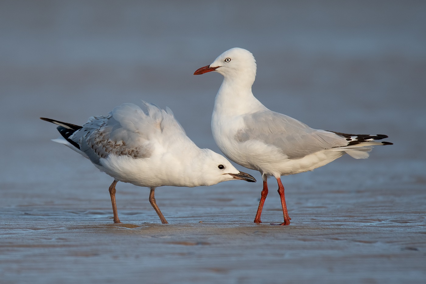 Silver Gull (Image ID 34400)