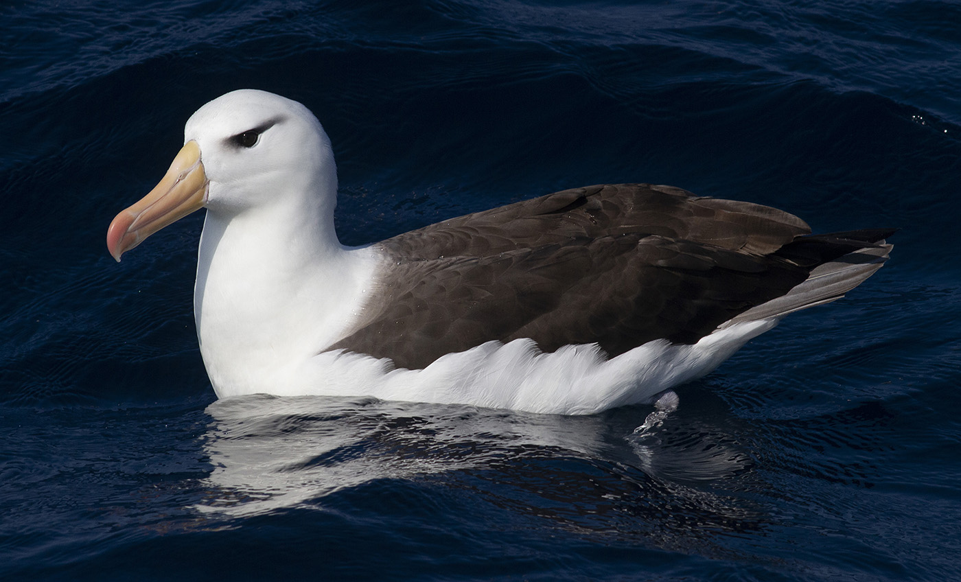 Black-browed Albatross (Image ID 34601)