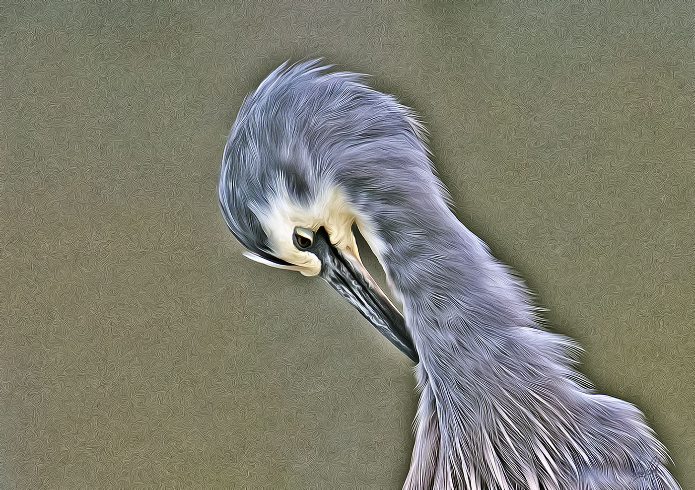White-faced Heron (Image ID 34664)