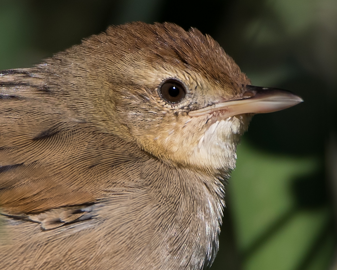 Tawny Grassbird (Image ID 34523)