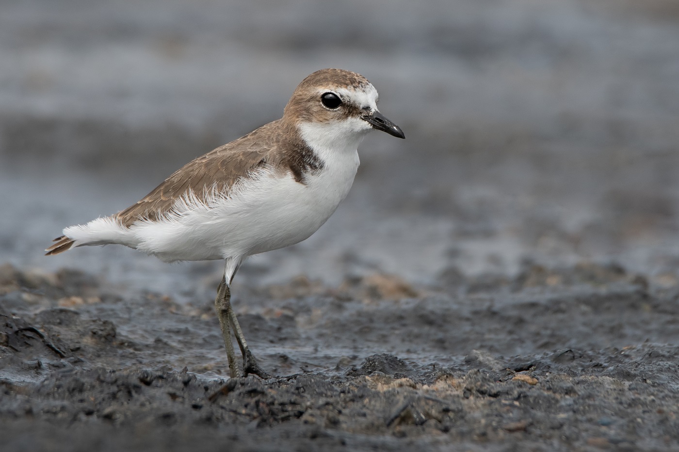 Red-capped Plover (Image ID 34498)