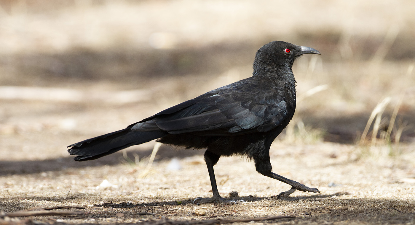 White-winged Chough (Image ID 34363)