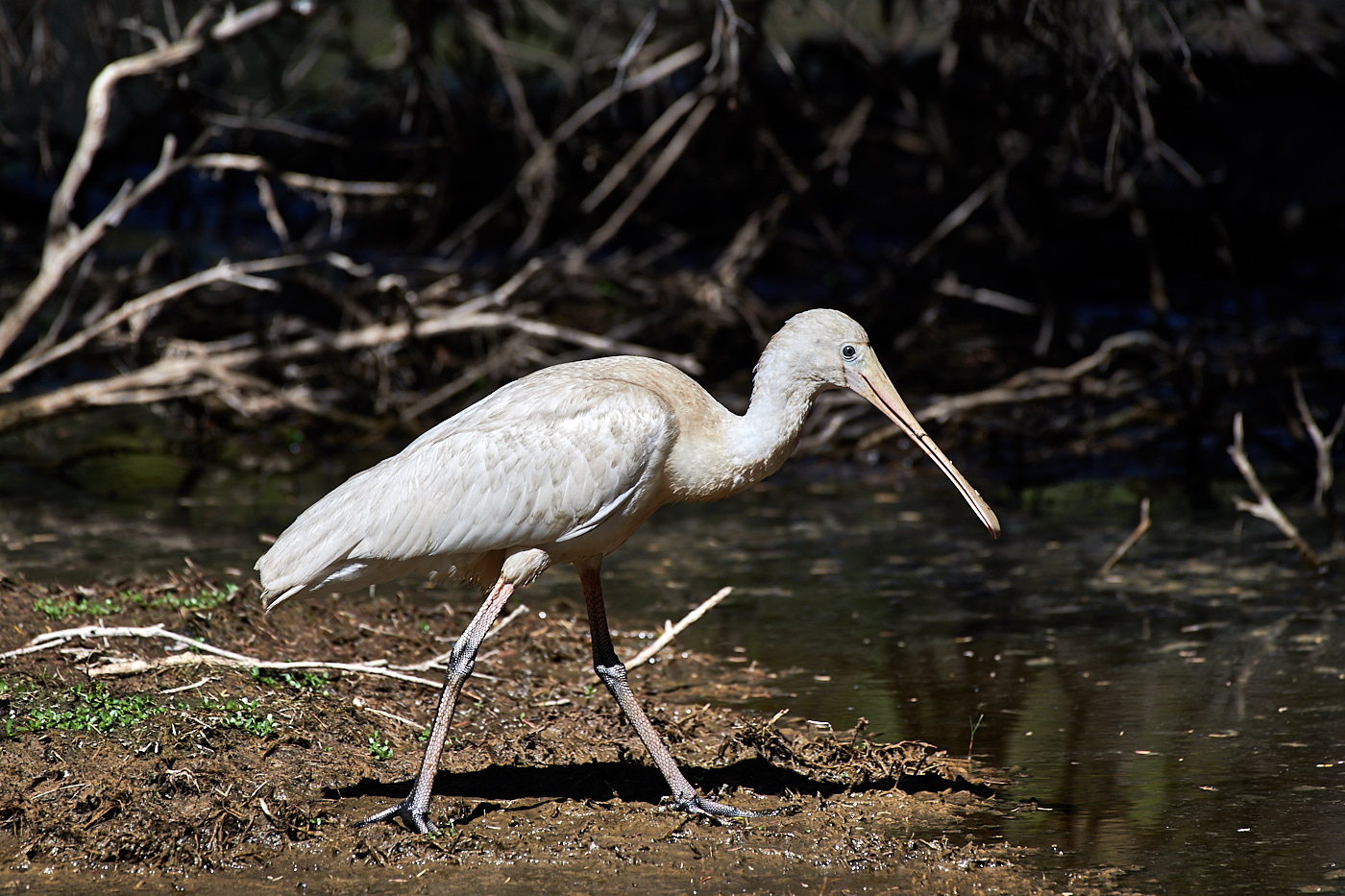 Yellow-billed Spoonbill (Image ID 34562)