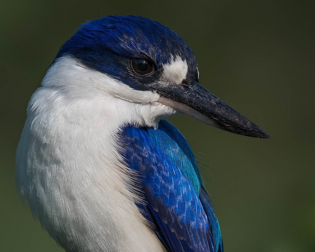 Forest Kingfisher (Image ID 34467)
