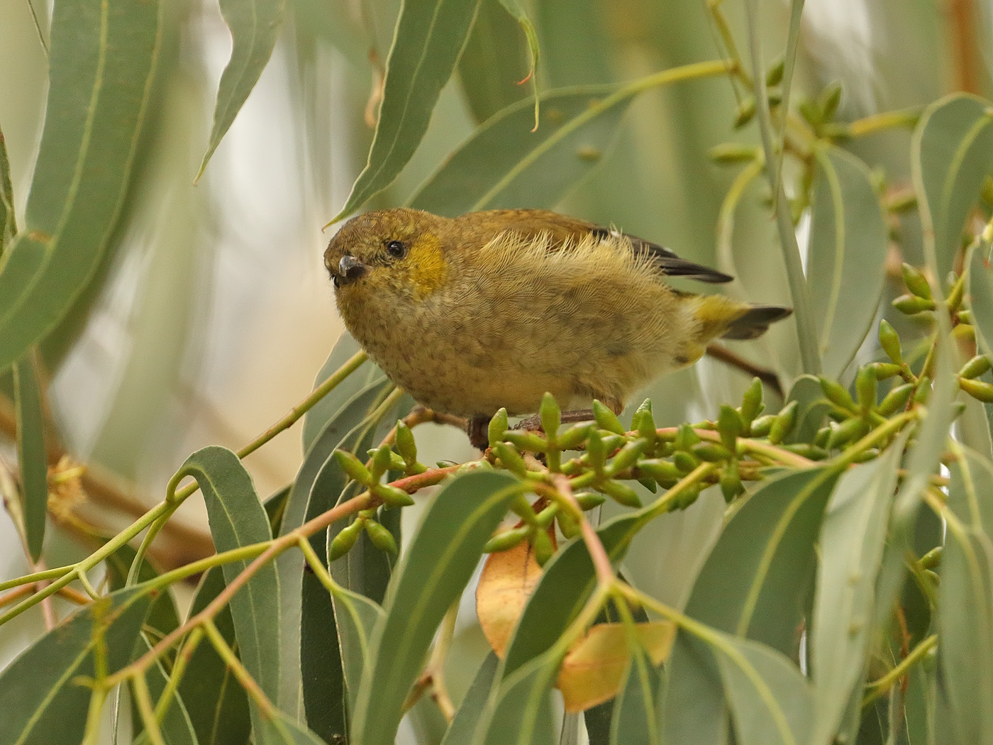 Forty-spotted Pardalote (Image ID 34587)