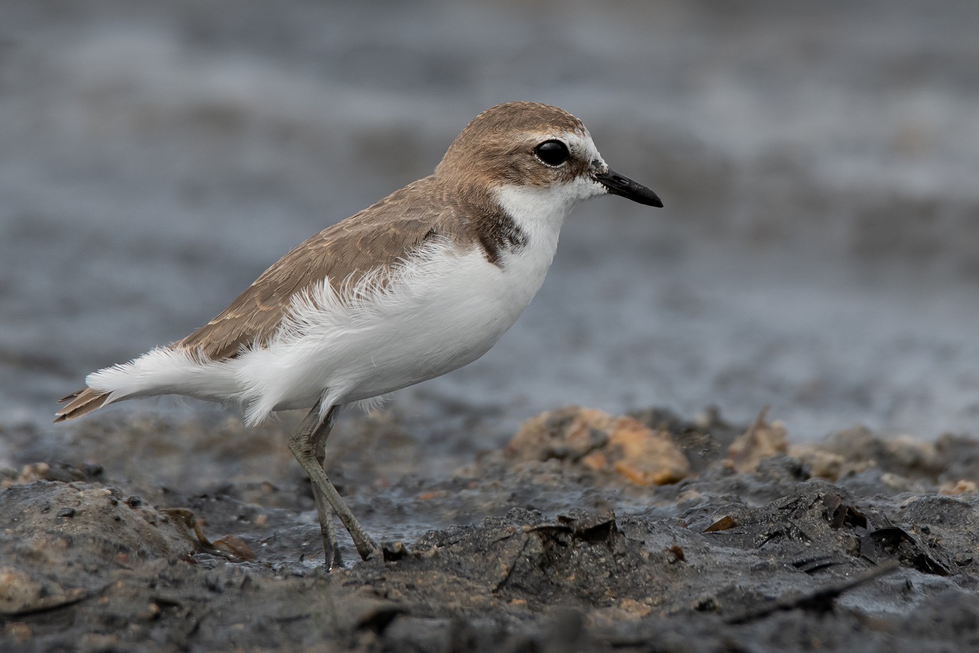 Red-capped Plover (Image ID 34497)