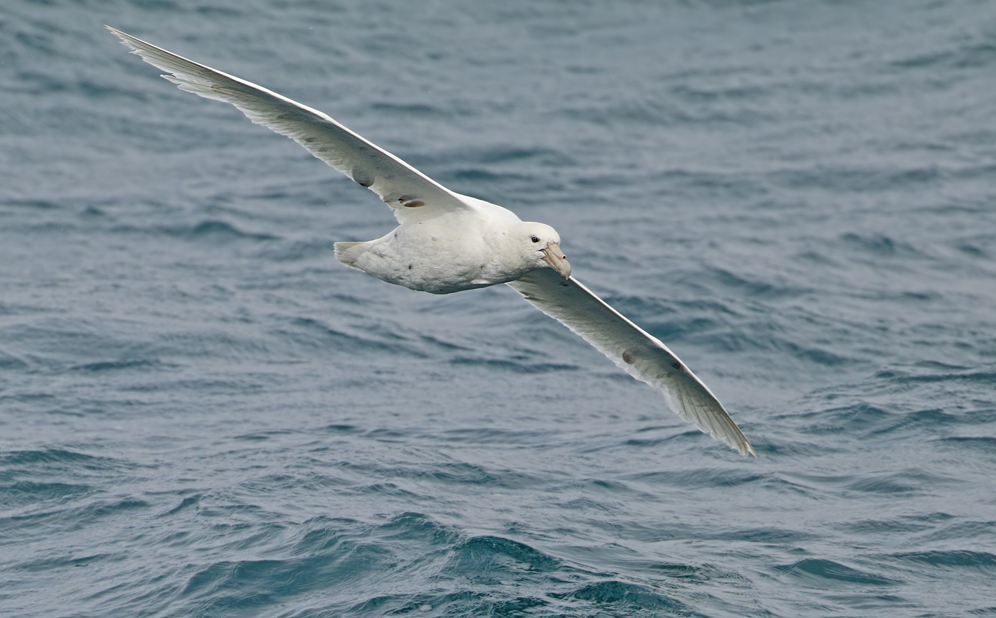 Southern Giant-Petrel (Image ID 34619)