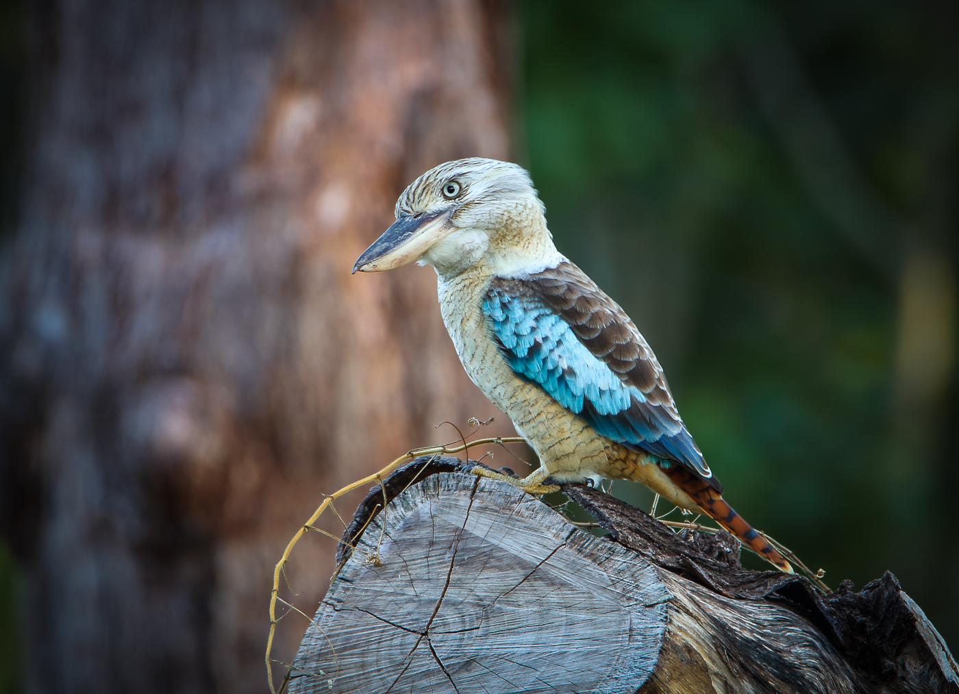Blue-winged Kookaburra (Image ID 34449)
