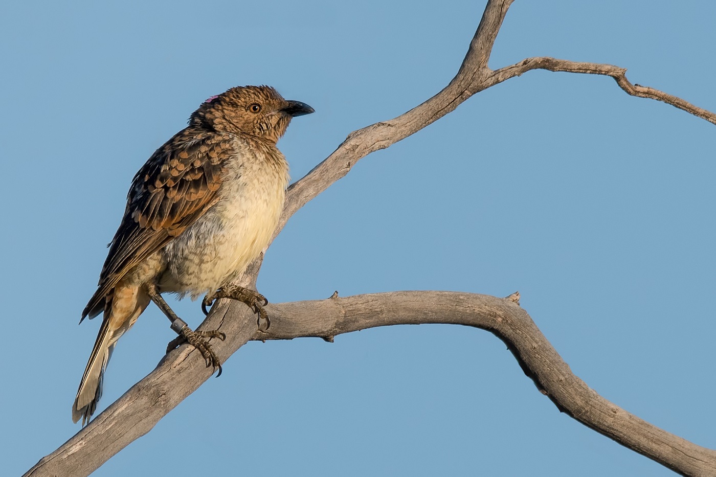 Spotted Bowerbird (Image ID 34425)