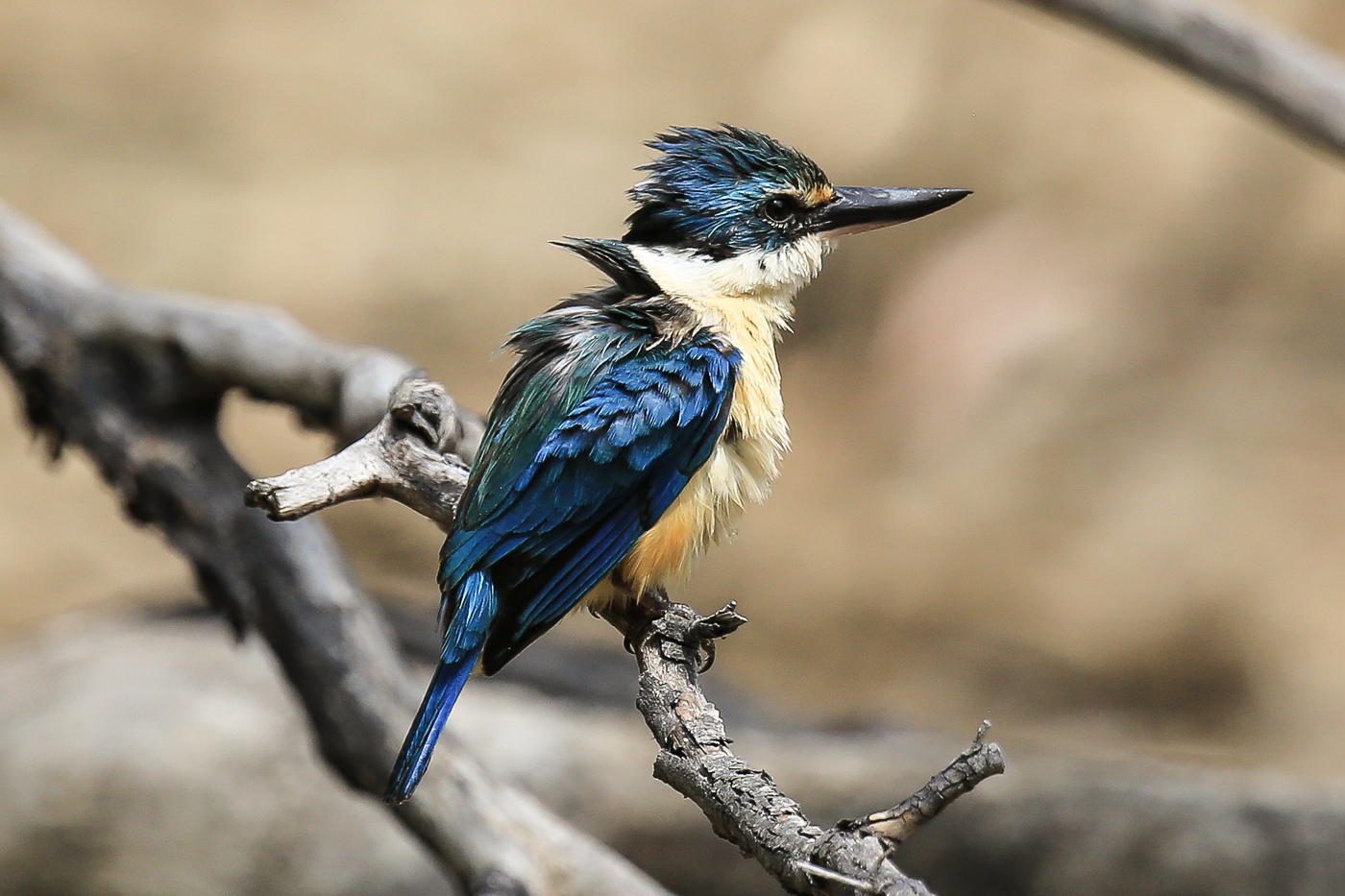 Sacred Kingfisher (Image ID 34640)