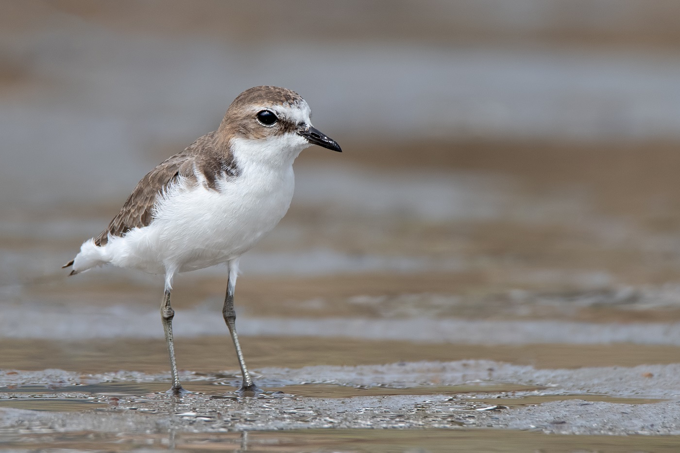 Red-capped Plover (Image ID 34496)