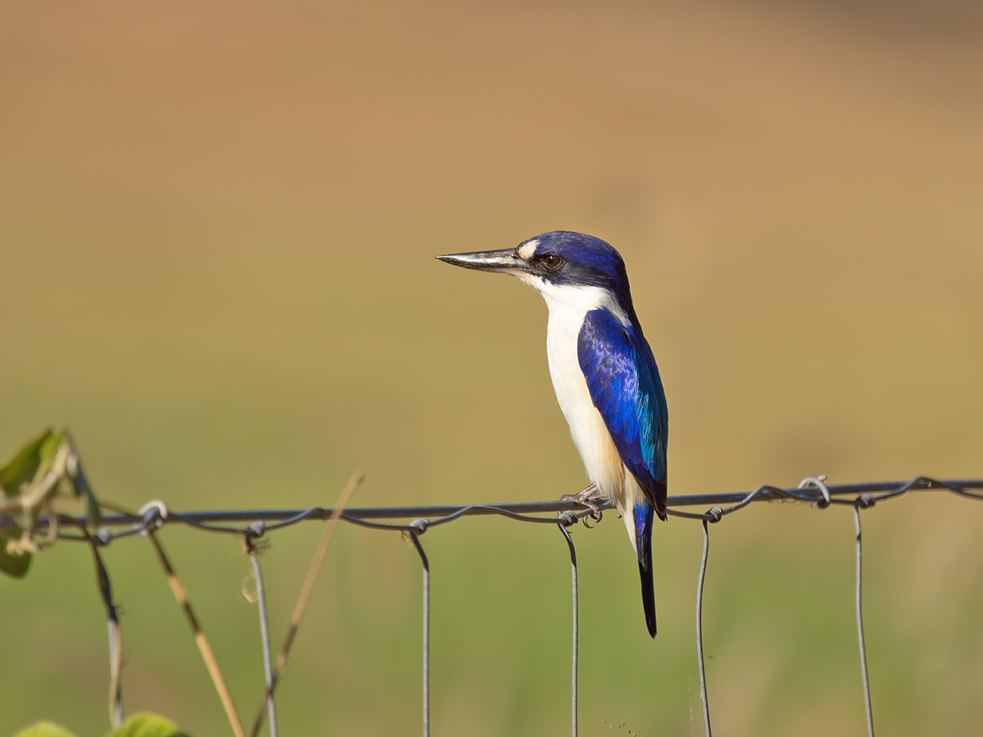 Forest Kingfisher (Image ID 34632)