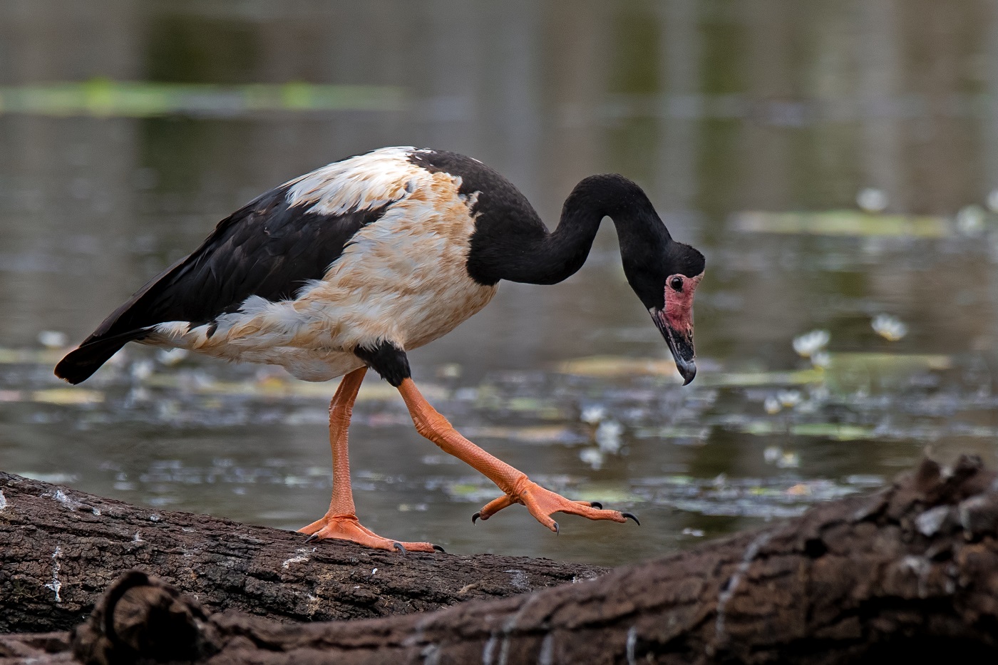 Magpie Goose (Image ID 34386)