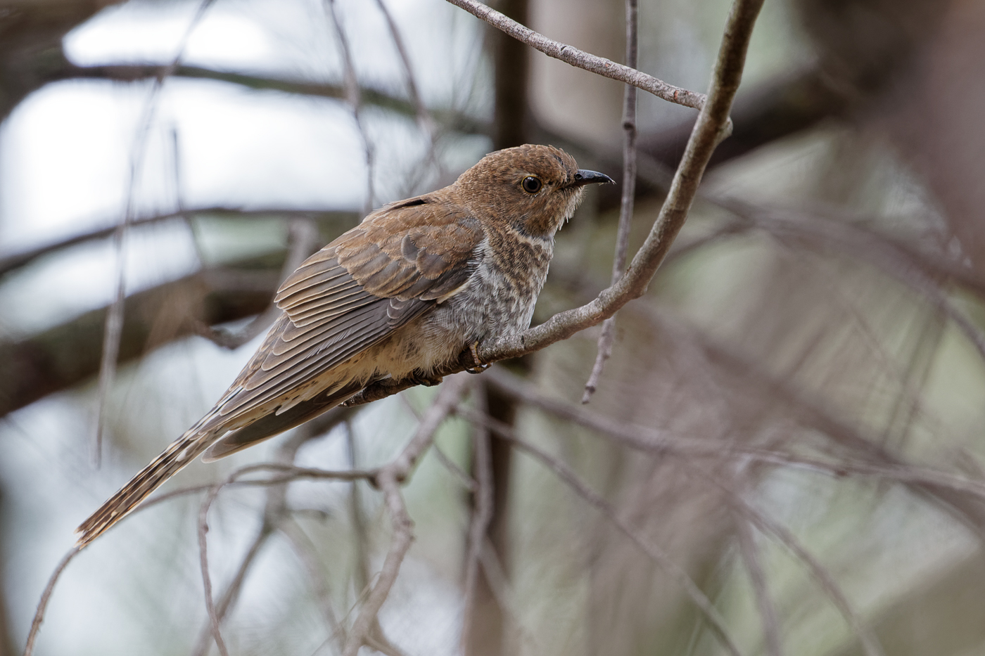 Fan-tailed Cuckoo (Image ID 34526)
