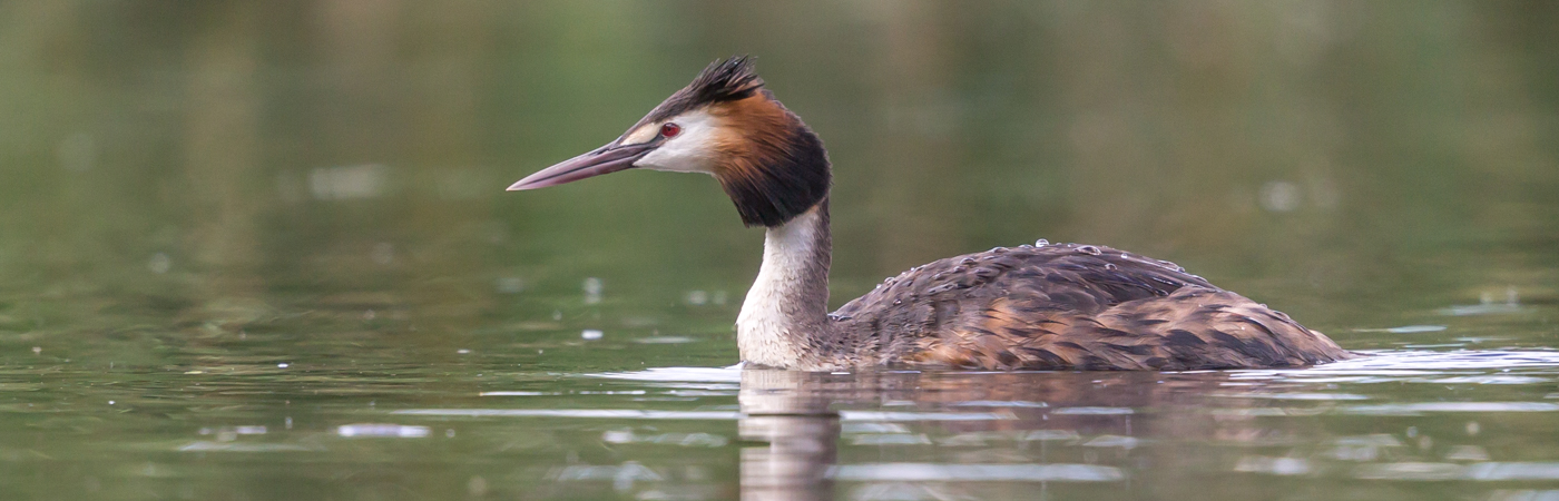 Great Crested Grebe (Image ID 34653)