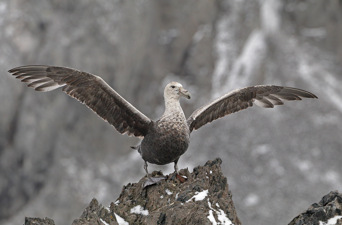 Southern Giant-Petrel (Image ID 34618)